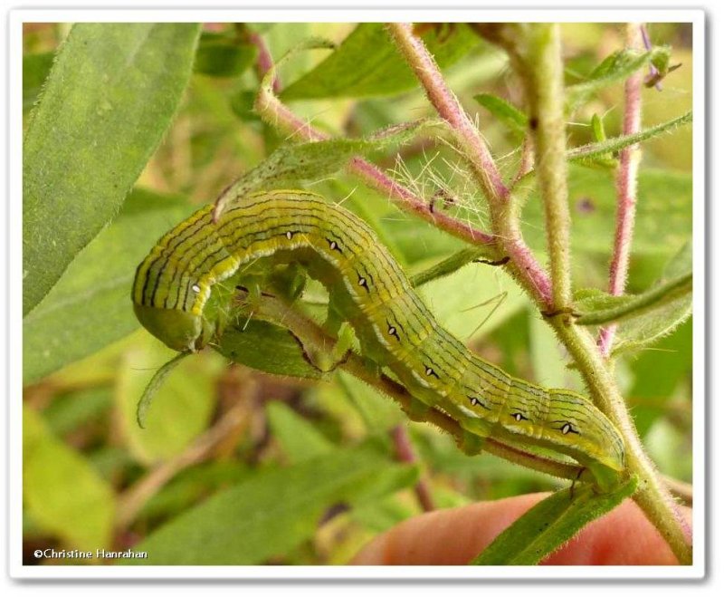 Moth caterpillar (Cucullia asteroides), #10200