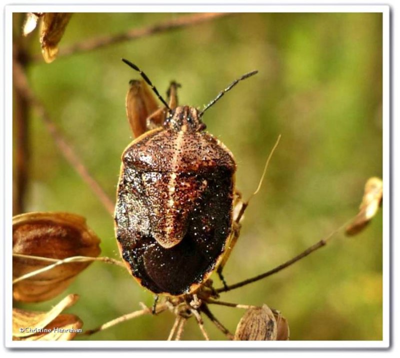 Stinkbug (Neottiglossa undata)