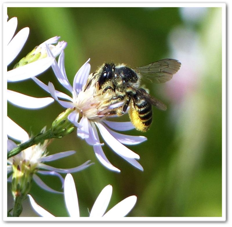 Leafcutter bee (Megachilidae) on aster