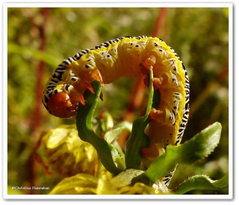 Zebra moth caterpillar (<em>Melanchra picta</em>), #10293