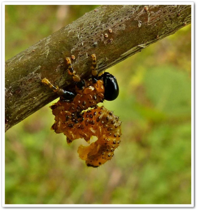Sawfly larva on red oak