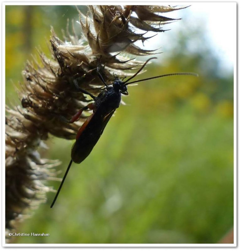 Small wasp, Braconid?, female