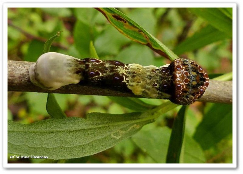 Giant swallowtail butterfly caterpillar  (Papilio cresphontes)
