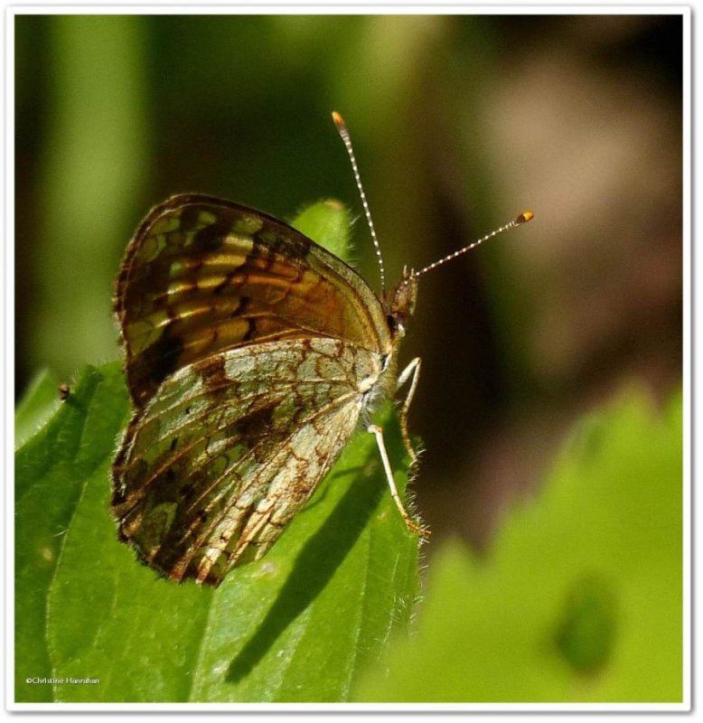 Northern crescent butterfly  (Phyciodes cocyta)
