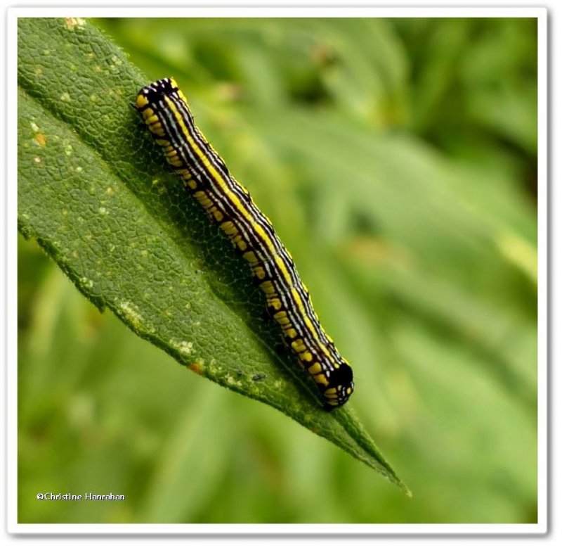 Brown-hooded owlet moth caterpillar  (Cucullia convexipennis), #10202