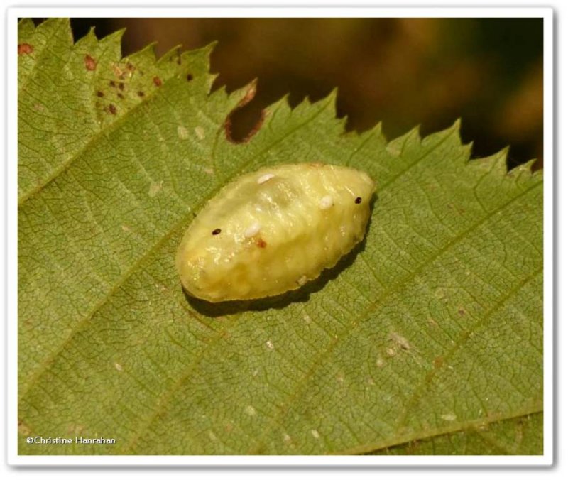 Parasitized slug moth caterpillar