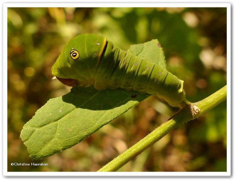Canadian tiger swallowtail butterfly larva (Papilio canadensis)