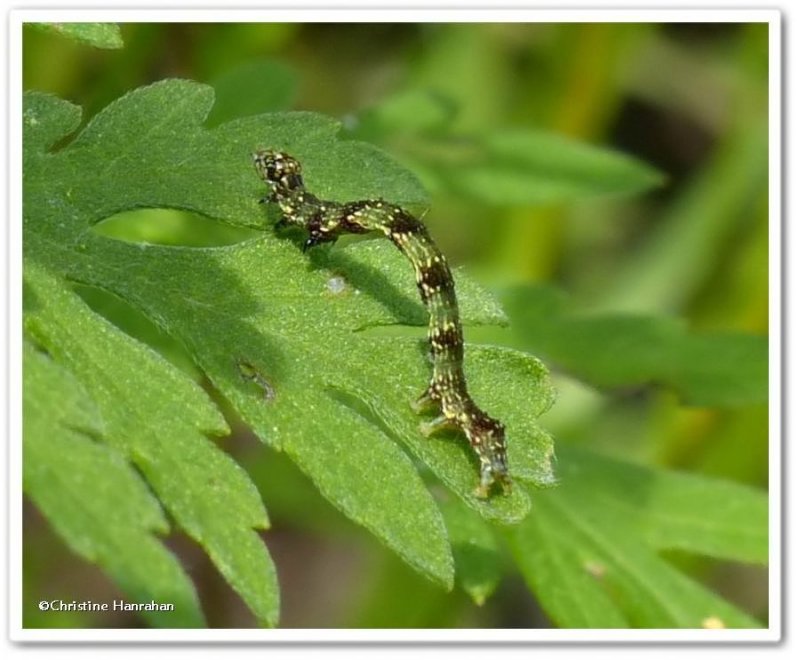Small bird dropping moth caterpillar (Ponometia erastrioides), #9095