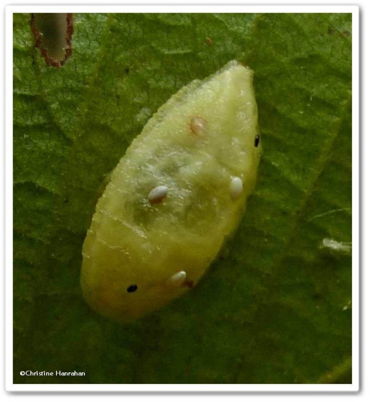 Parasitized slug moth caterpillar