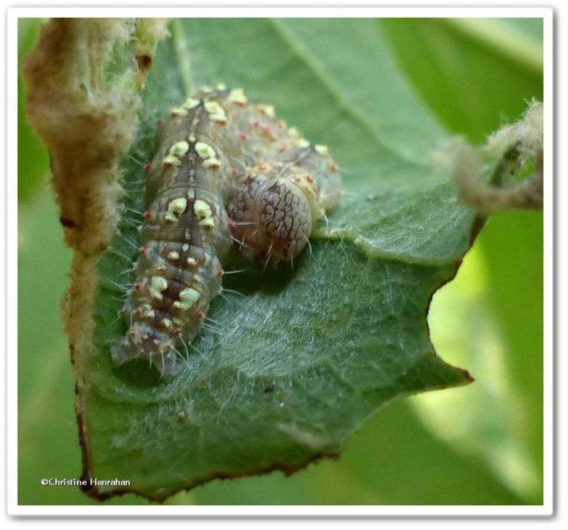 Southern oak dagger moth caterpillar (Acronicta increta), #9249