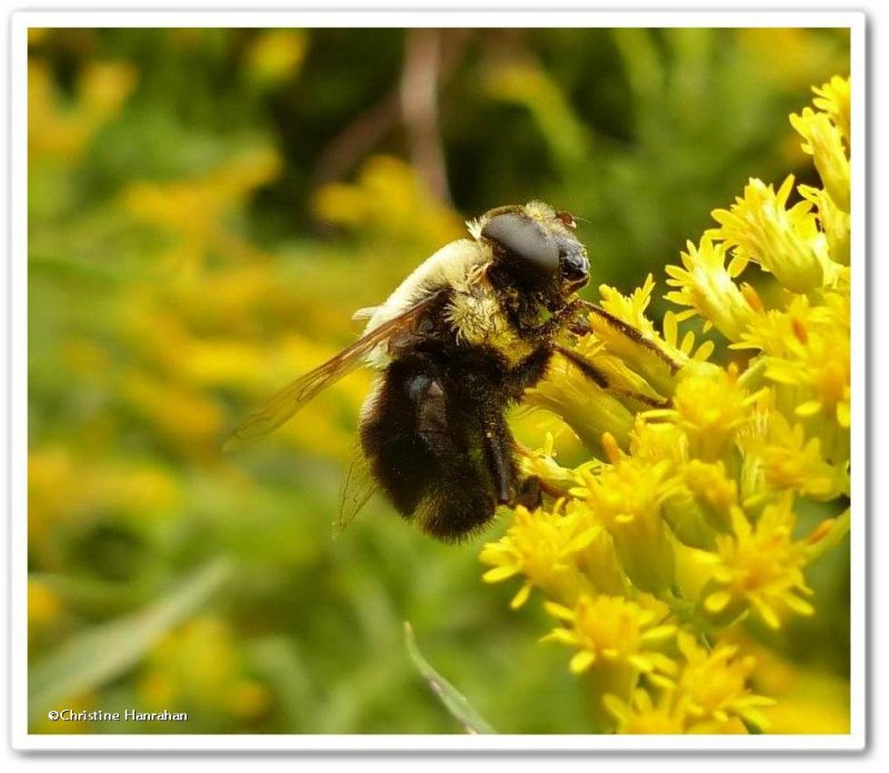 Hover fly (Syrphidae)