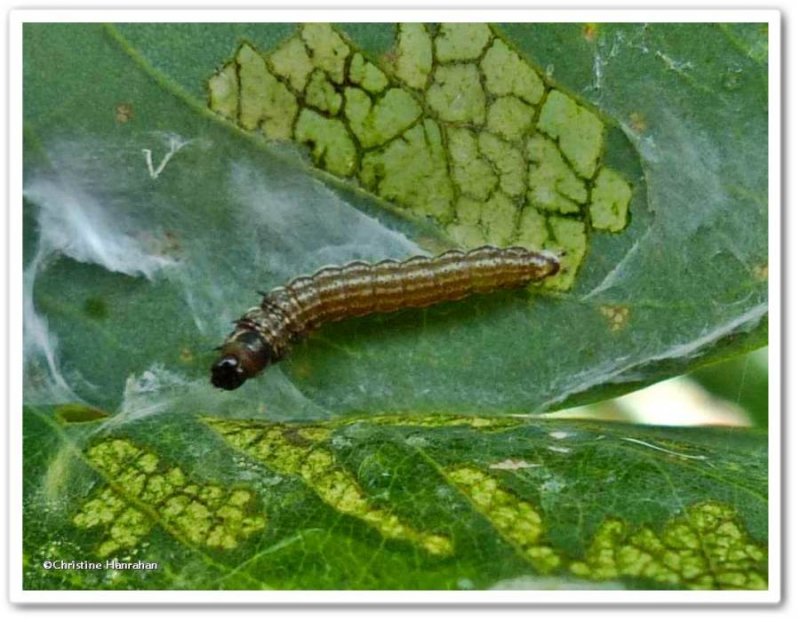 Dusky-backed filatima moth caterpillar (Filatima pseudacaciella), #2169