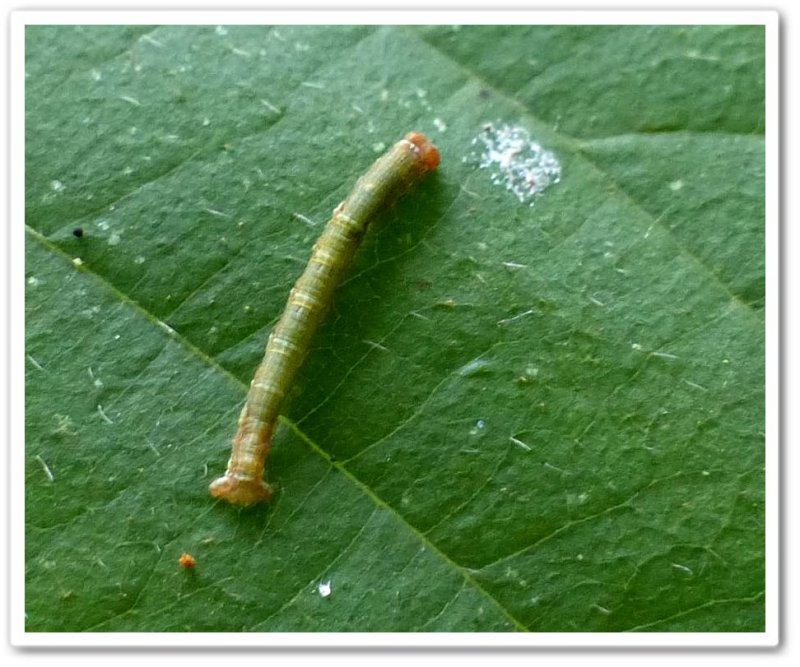 Geometrid caterpillar on Basswood
