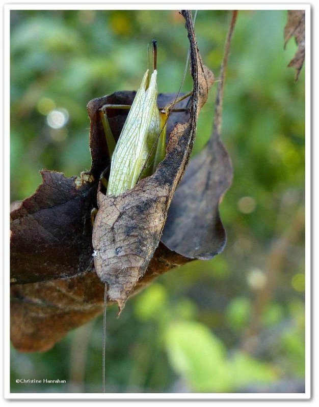 Tree cricket  (Oecanthus)