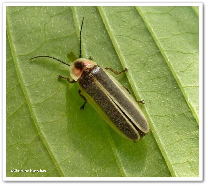 Firefly (Photinus) sp.)