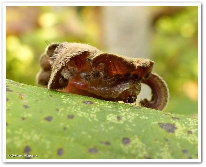 Hag moth caterpillar (Phobetron pithecium), #4677