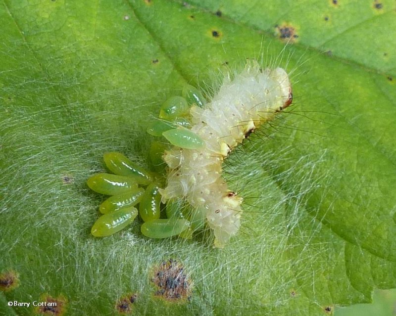 Ochre dagger moth caterpillar (Acronicta morula), #9236 with wasp cocoons