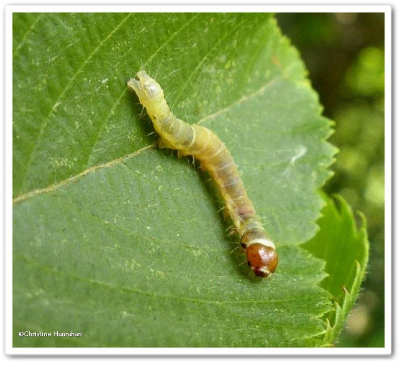 Tortricid moth caterpillar?