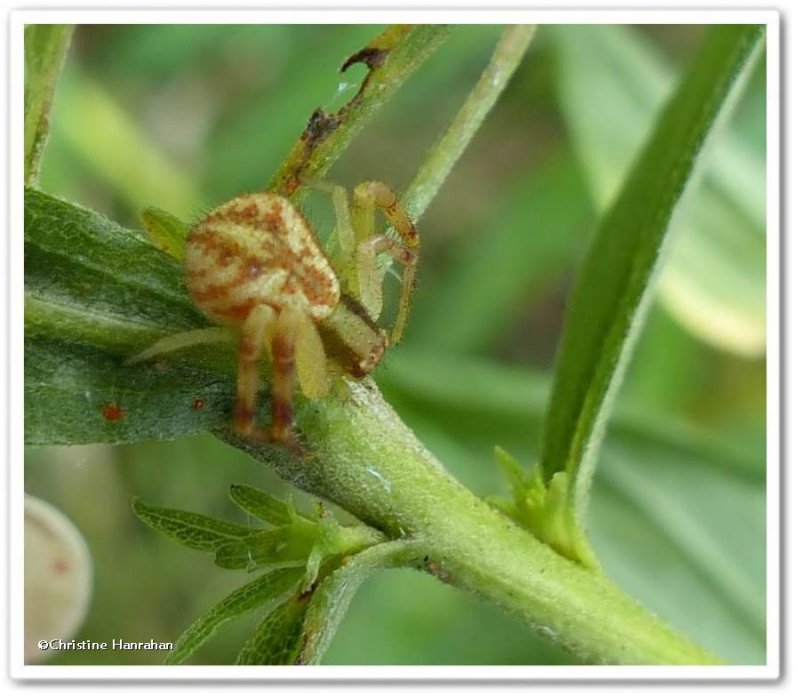 Crab spider (Mecaphesa)