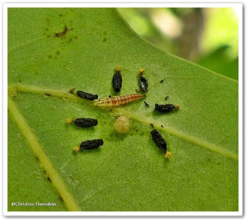 Eulophus wasp pupae with a lacewing larva