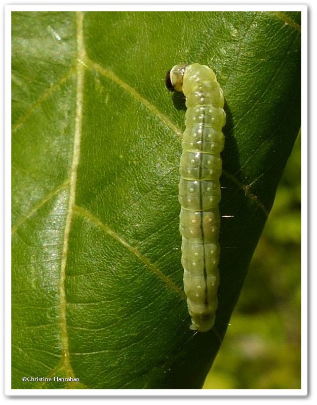 Basswood leafroller moth caterpillar (Pantographa limata), #5241