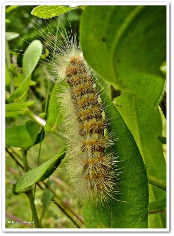 Saltmarsh caterpillar (Estigmene acrea), #8131