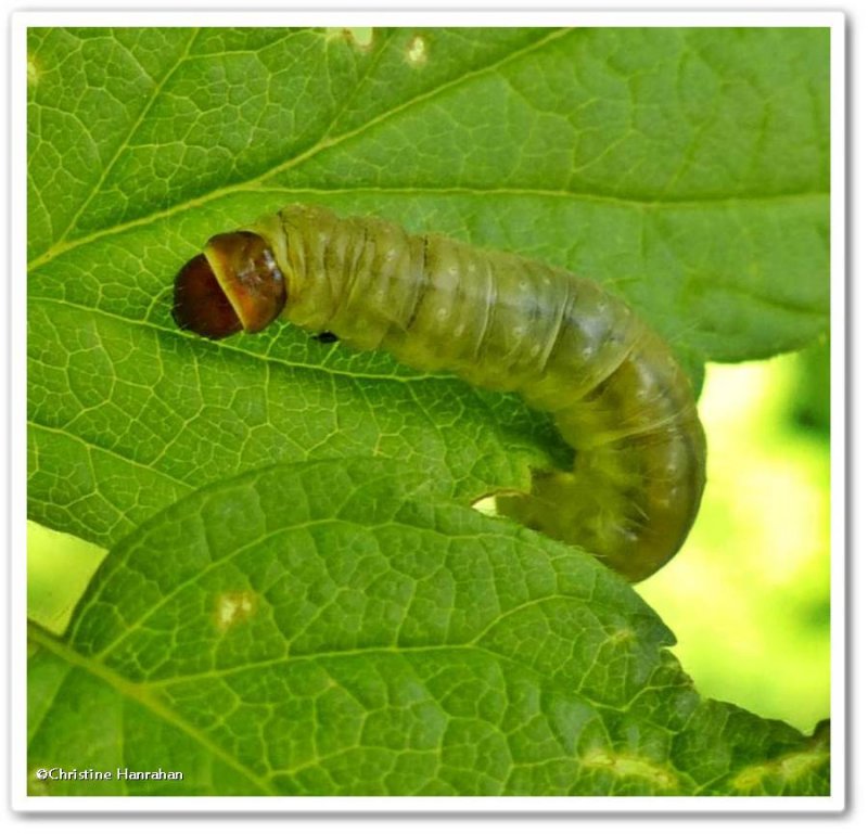 Leafroller caterpillars (Family: Tortricidae)