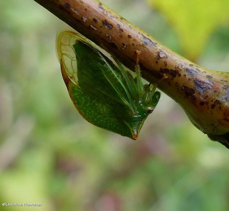 Treehopper (Stictocehphala sp.)