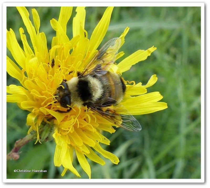 Bumble bee (Bombus ternarius)