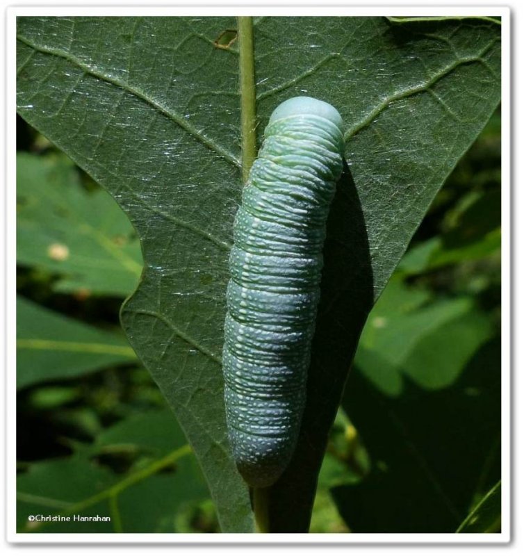 white dotted prominent caterpillar (Nadata gibbosa), #7915