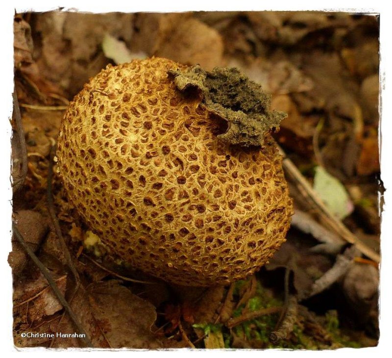 Puffball (Scleroderma)