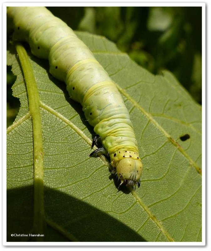 Caterpillar on Basswood, possibly Catocala cerogama,  #8802