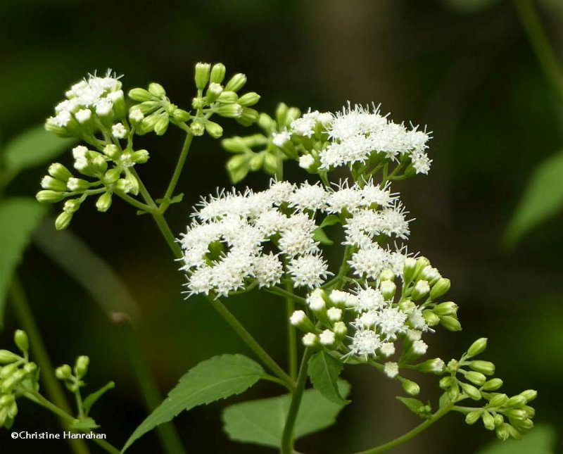 White snakeroot  (Ageratina altissima)