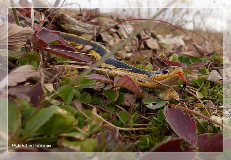 Garter snake (Thamnophis sirtalis