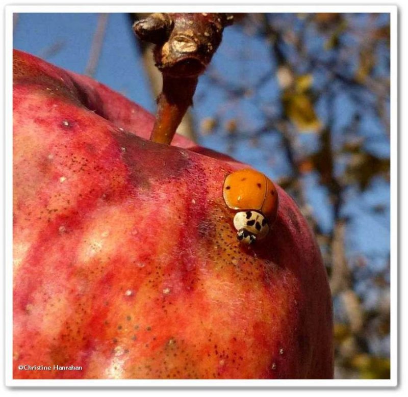 Asian lady beetle (Harmonia axyridis) on apple