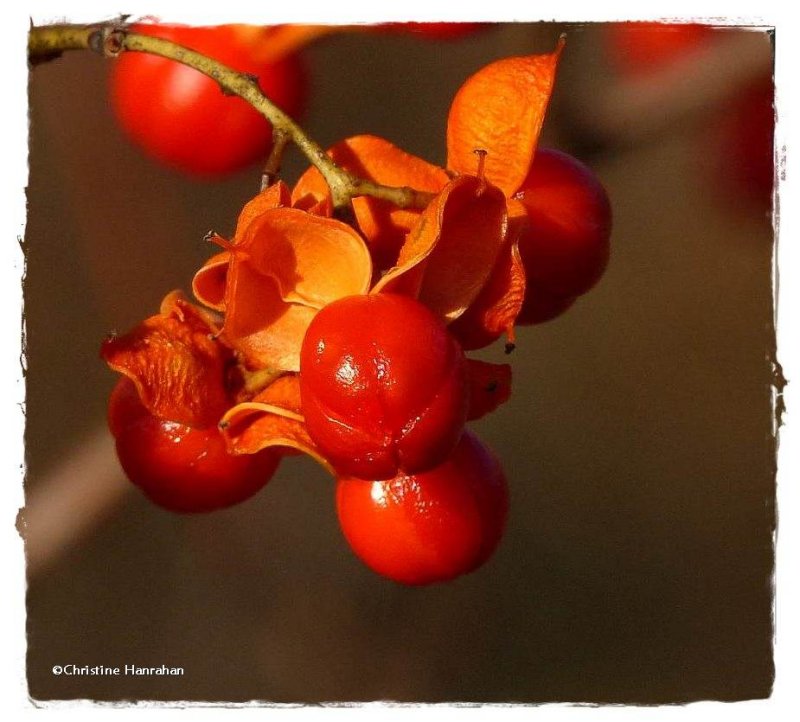 American bittersweet (Celastrus scandens)