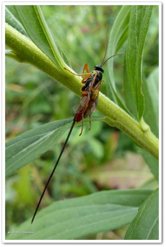 Ichneumonid wasp, female