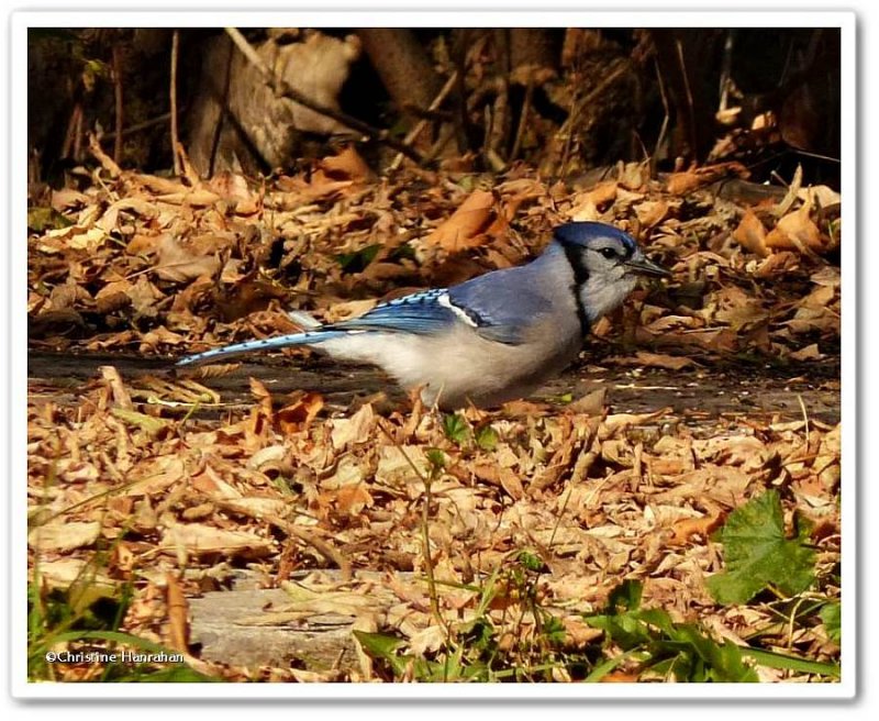 Blue jay 