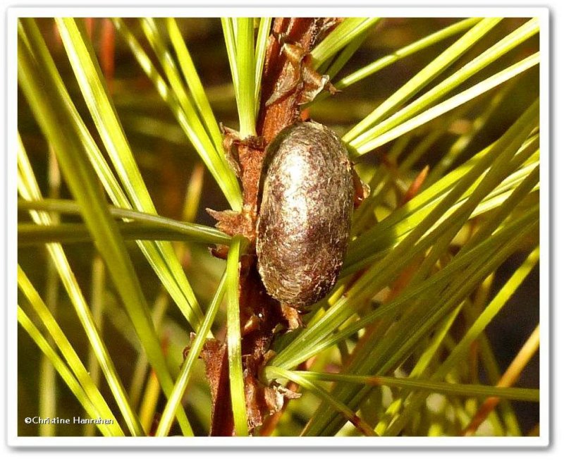 Sawfly cocoon on white pine