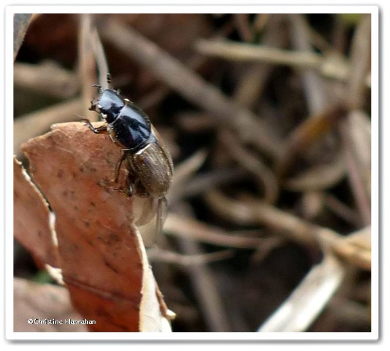 Scarab beetle (Aphodius)