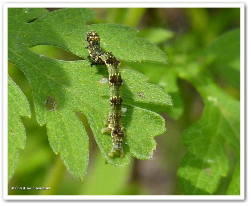 Small bird dropping moth caterpillar (Ponometia erastrioides), #9095