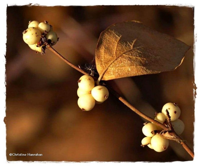 Snowberry (Symphoricarpos albus)