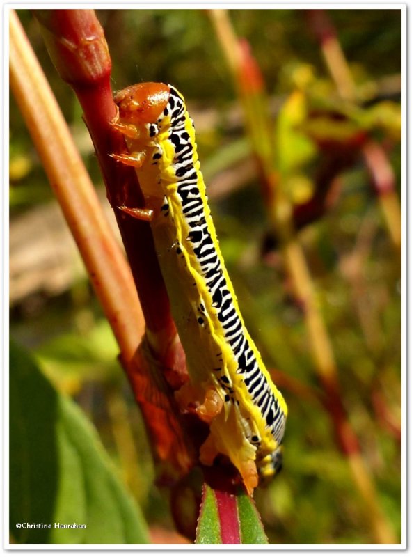 Zebra moth caterpillar (Melanchra picta), #10293