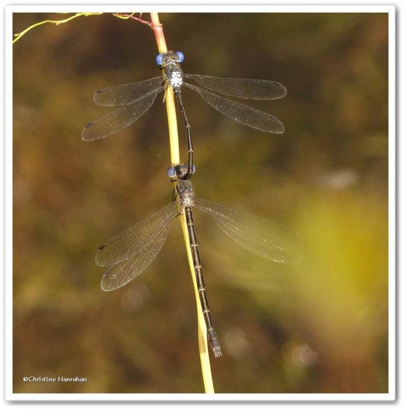 Spotted spreadwing   (Lestes congener)