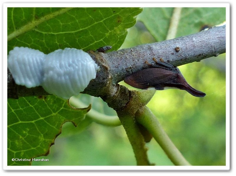 Treehopper (Enchenopa sp.)