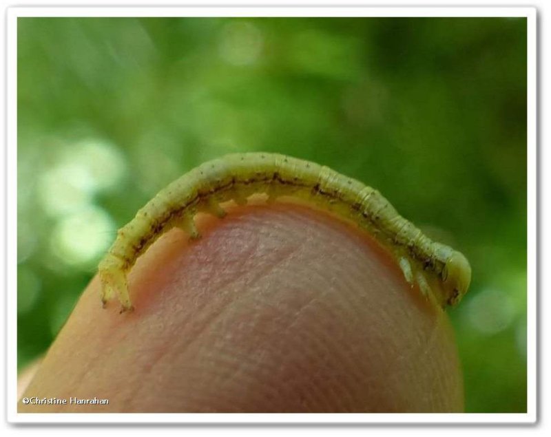 Noctuid moth caterpillar?