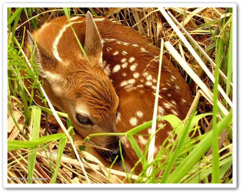 #8: White-tailed deer fawn from the other side