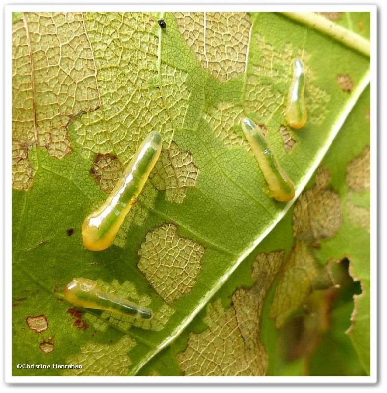 Sawfly larva (Caliroa obsoleta)