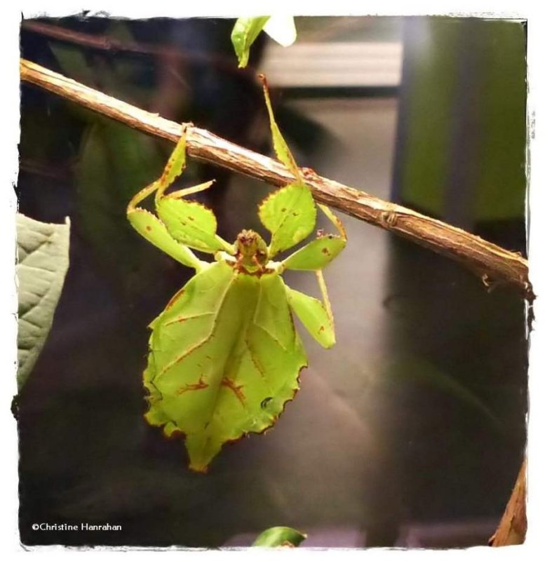 #23:  Leaf insect (Phylliidae)