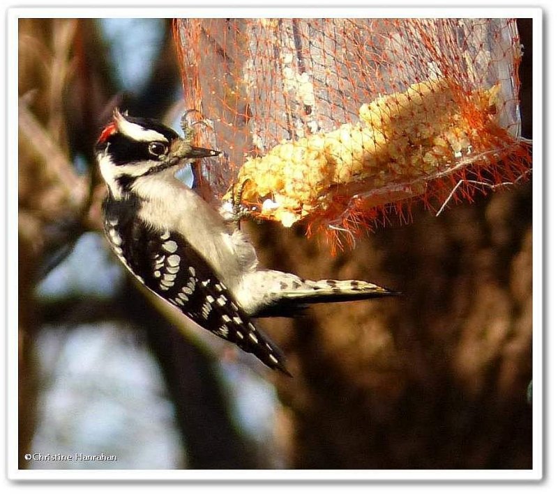 Downy woodpecker, male 